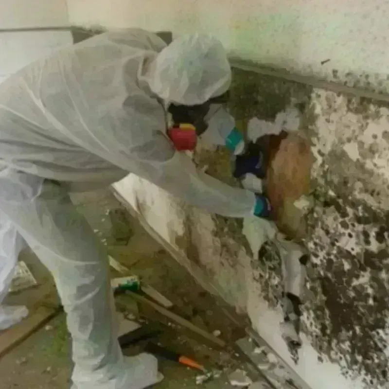 Mold Remediation and Removal in Dandridge, TN